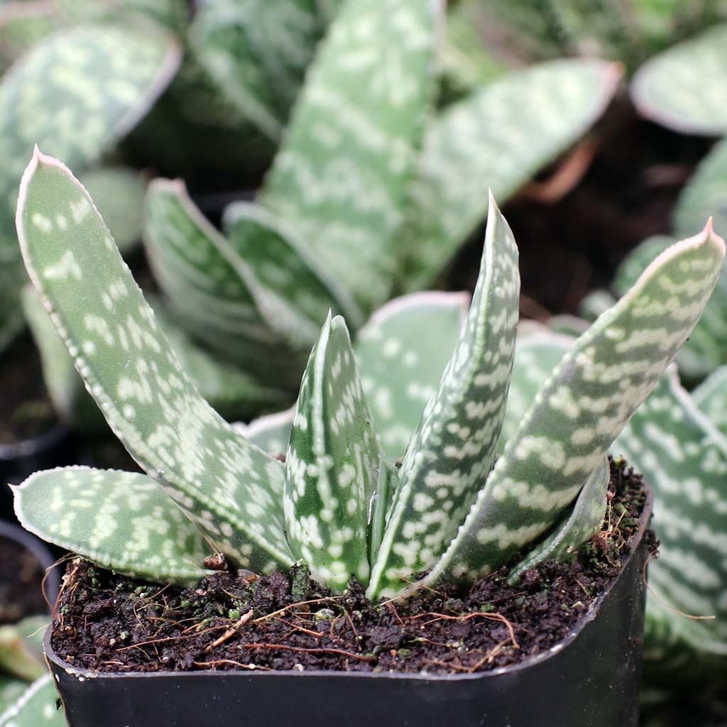 Gasteria pillansii Questions & Answers