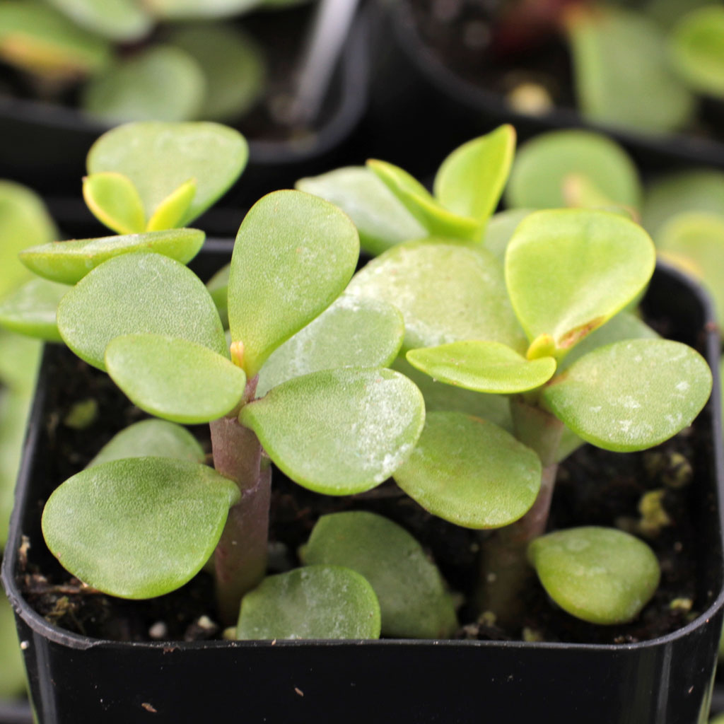 Portulacaria afra 'Green' - Elephant Bush [large] Questions & Answers
