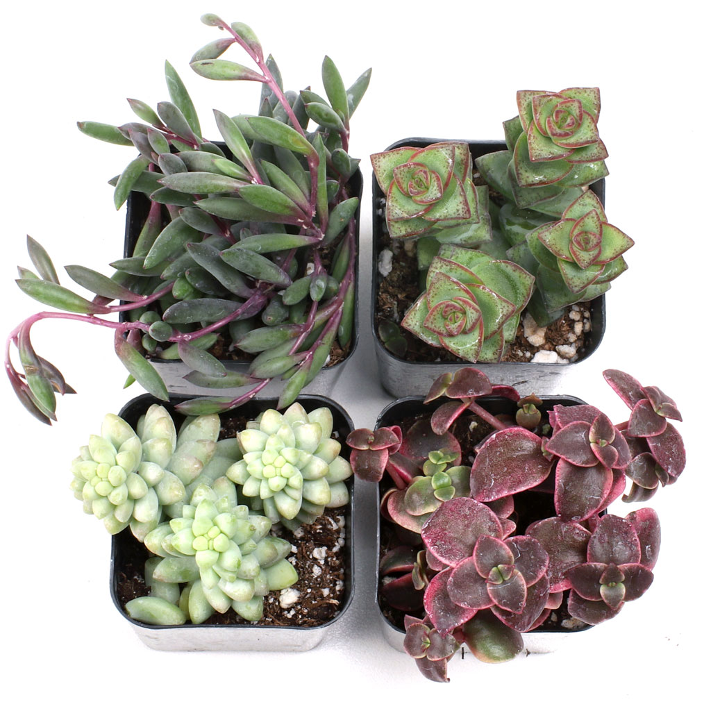 Trailing Succulent Set of 4 Types - 2in Pots w/ ID Questions & Answers
