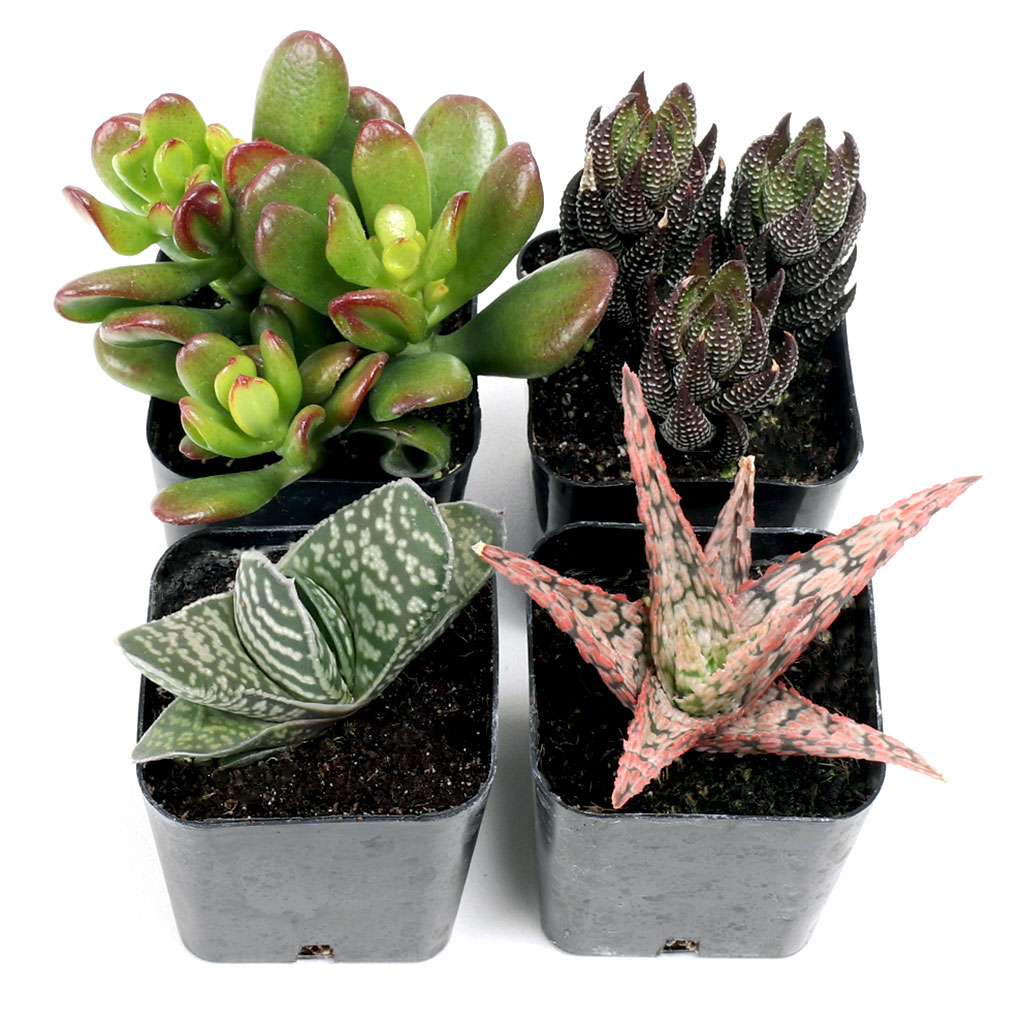 Terrarium Succulent Set of 4 Types - 2in Pots w/ ID Questions & Answers