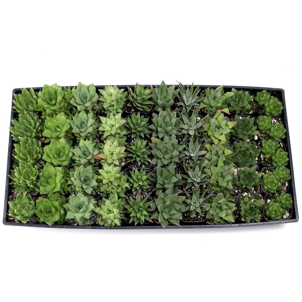 Haworthia Tray - 2in Containers - 10 Varieties (50) Questions & Answers