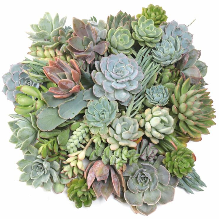 Succulent Pumpkin Cuttings - 50 Pack Questions & Answers