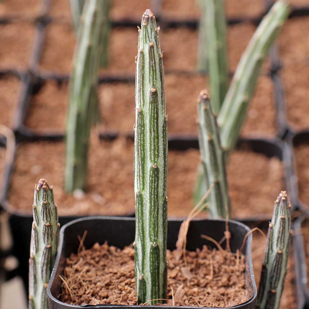 RE:Senecio stapeliiformis.Does this plant grow into more stalks or is propagation required to multiply?