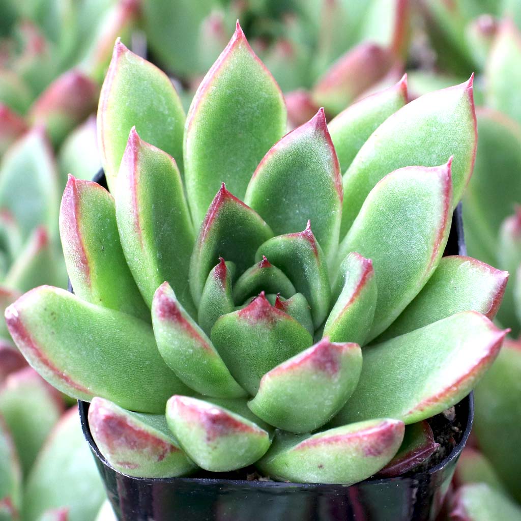 How long does it take an echeveria cimette to produce offsets/babies?