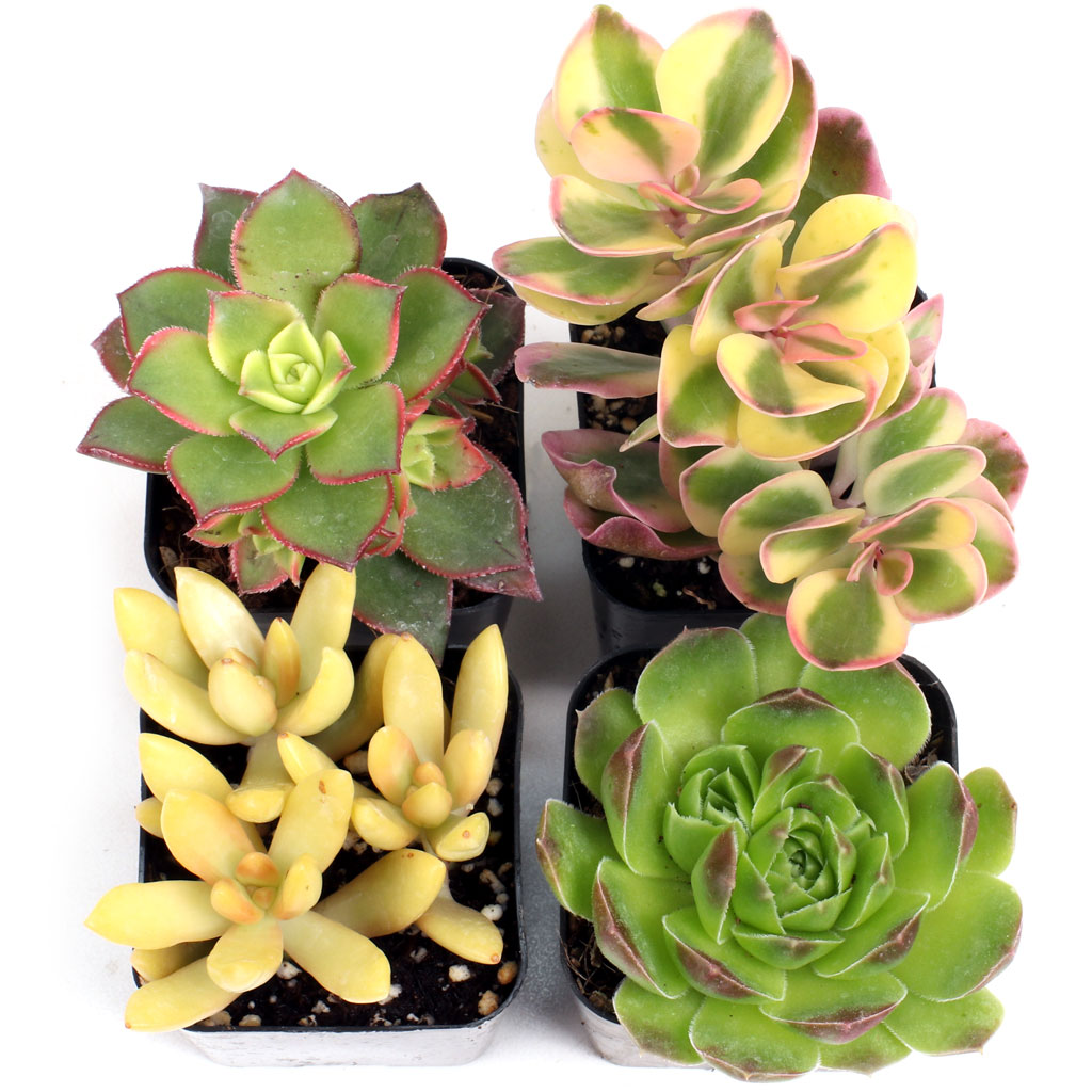 Yellow & Gold Succulent Set of 4 Types - 2in Pots w/ ID Questions & Answers