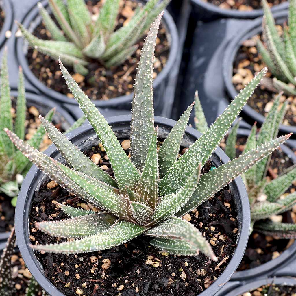 Gasteraloe 'Twilight Zone' [large] Questions & Answers