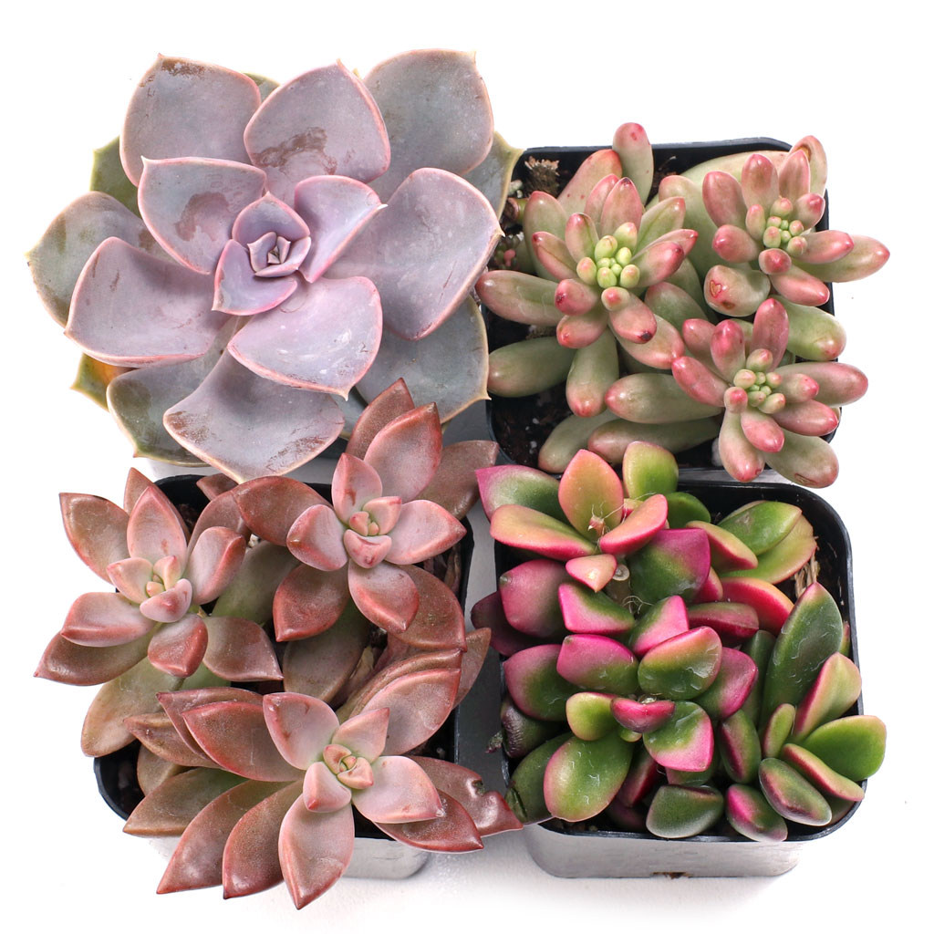 Pink Succulent Set of 4 Types - 2in Pots w/ ID Questions & Answers
