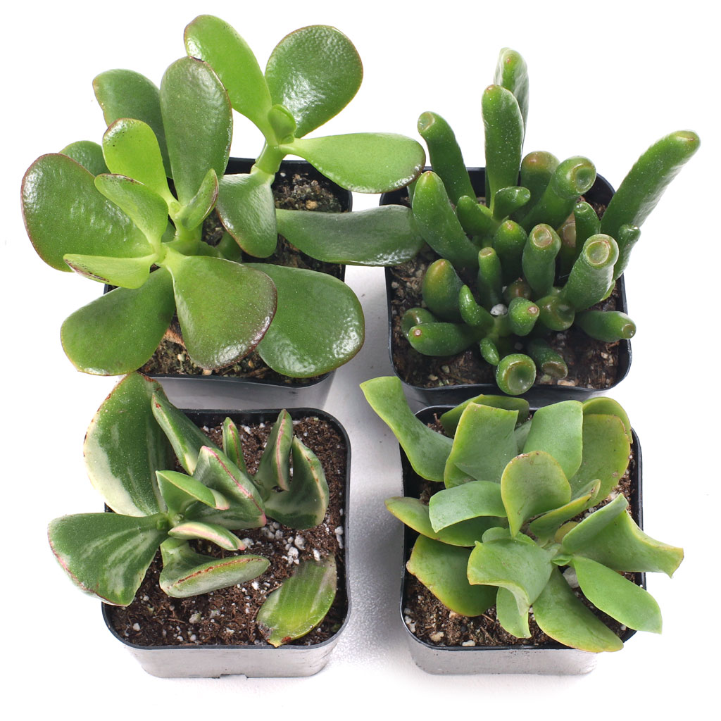 Jade Succulent Set of 4 Types - 2in Pots w/ ID Questions & Answers