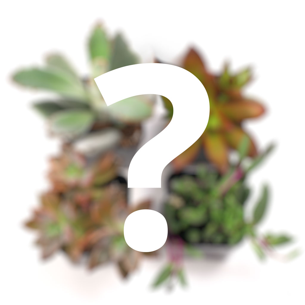 Mystery Succulent Sampler Set of 4 Questions & Answers