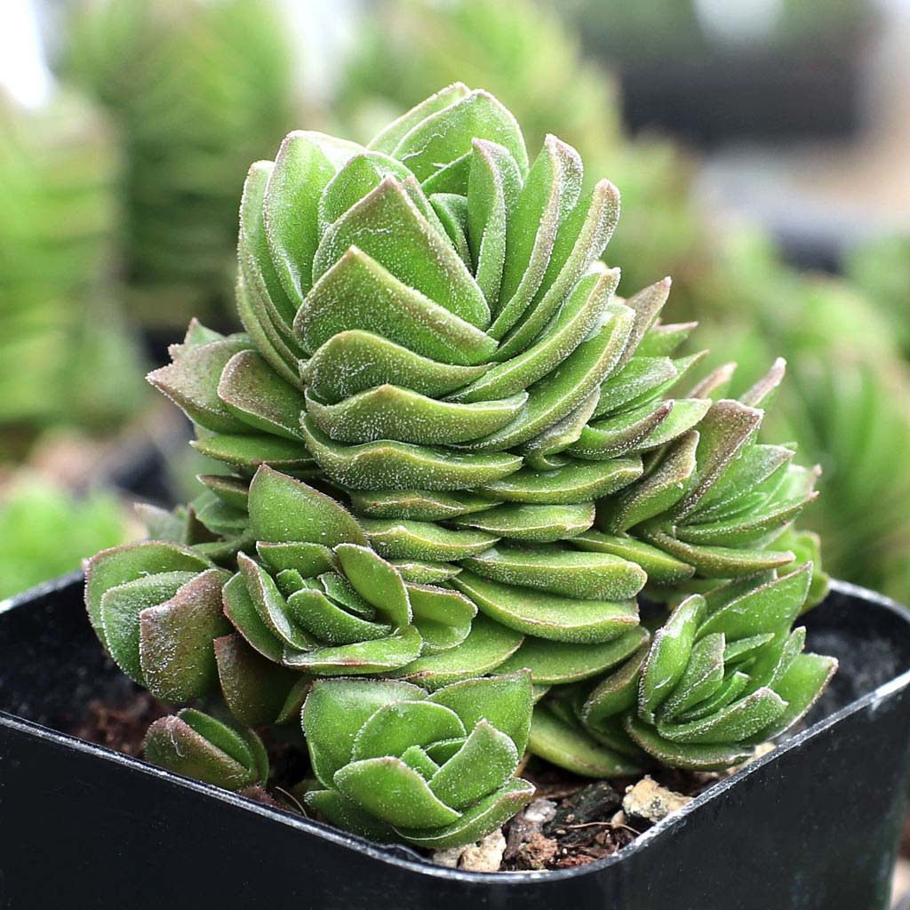 Crassula 'Buddha's Temple' [clustering] [limited] Questions & Answers