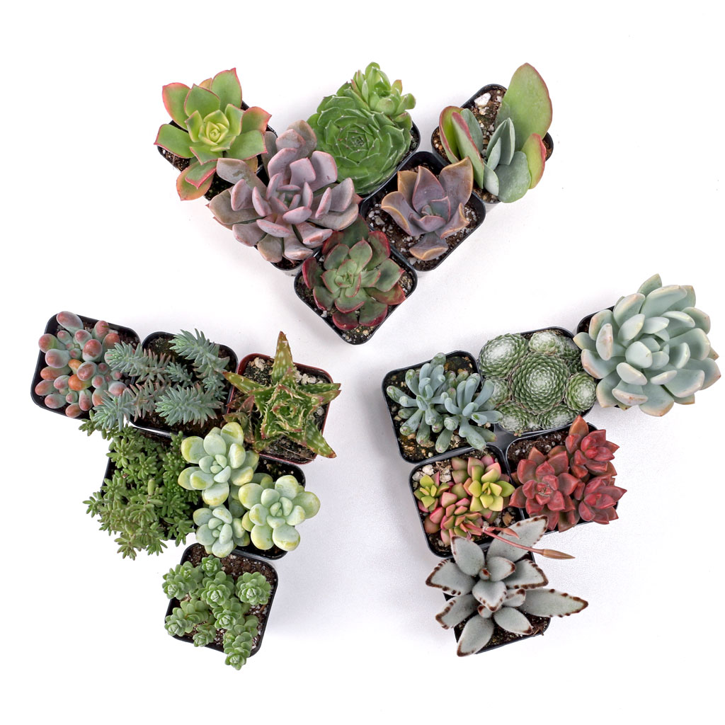Build-Your-Own Succulent Trifecta™ 3 Plant Arrangement - Colorful Questions & Answers