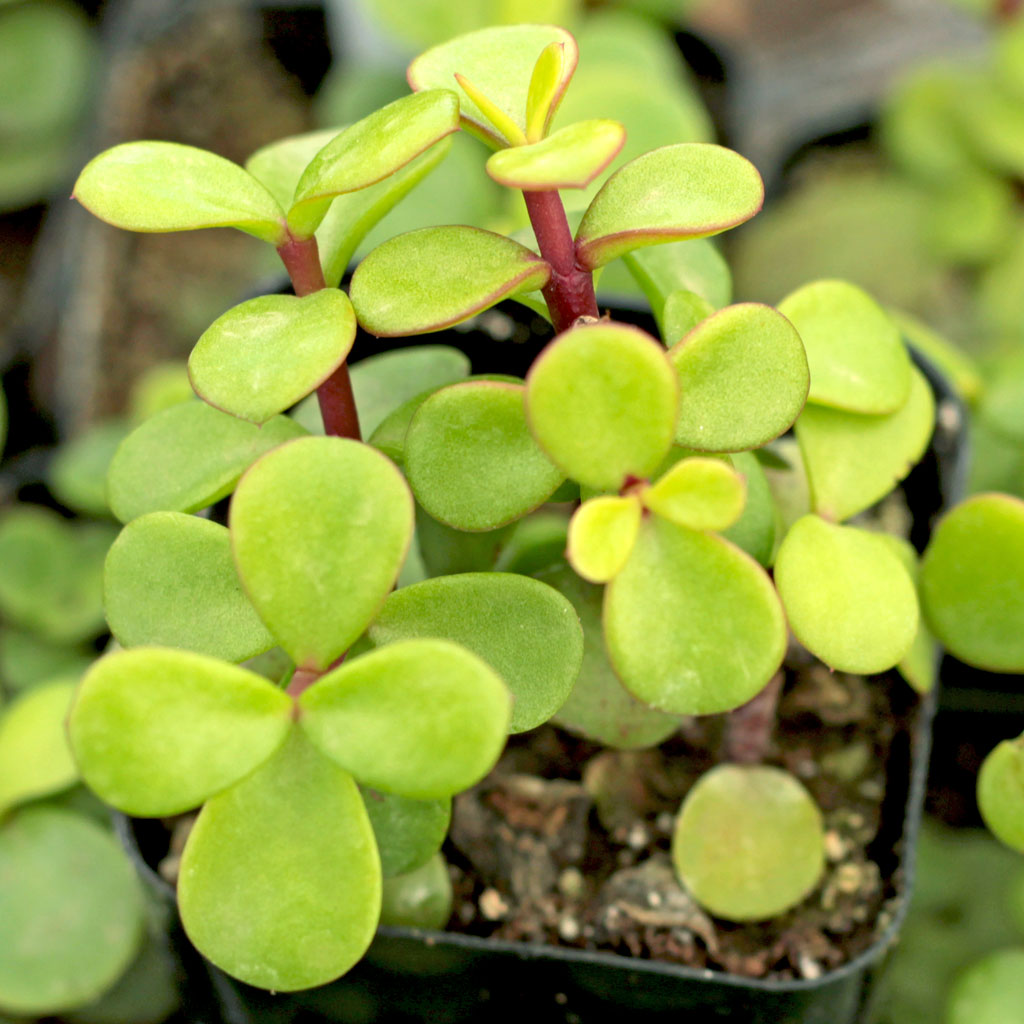 Portulacaria afra 'Decumbent' [large] Questions & Answers