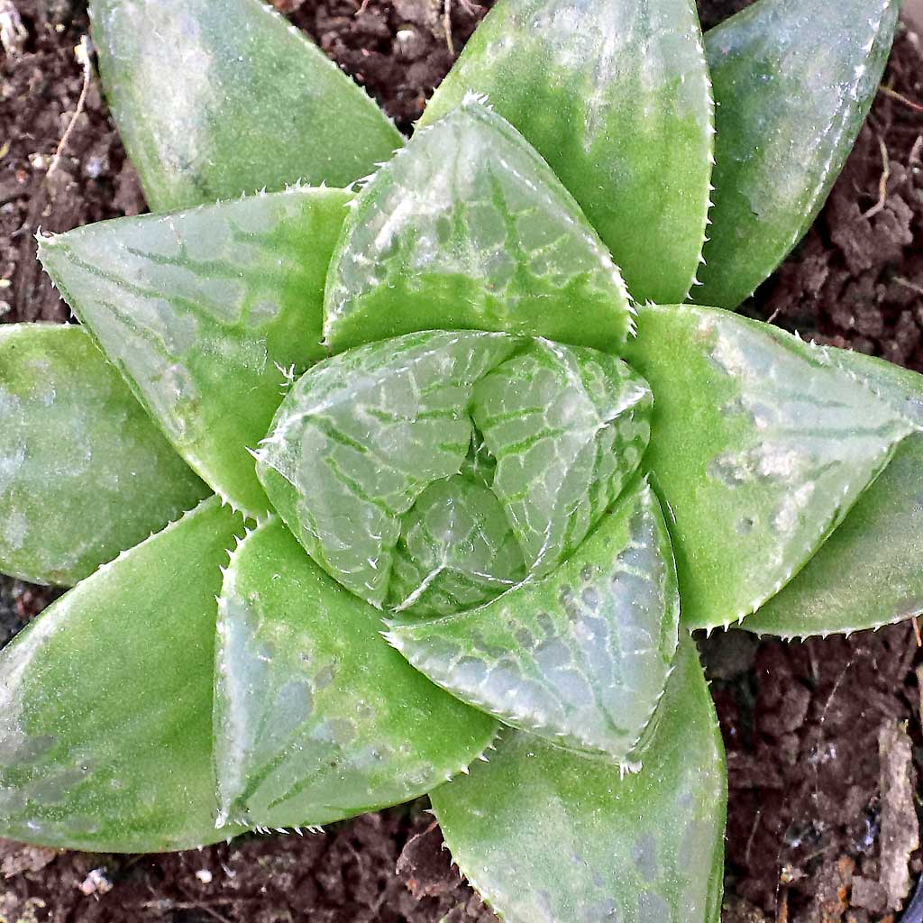 I ordered the haworthia wudalang based on pink color photo, description says green. May I cancel  if it’s green ?