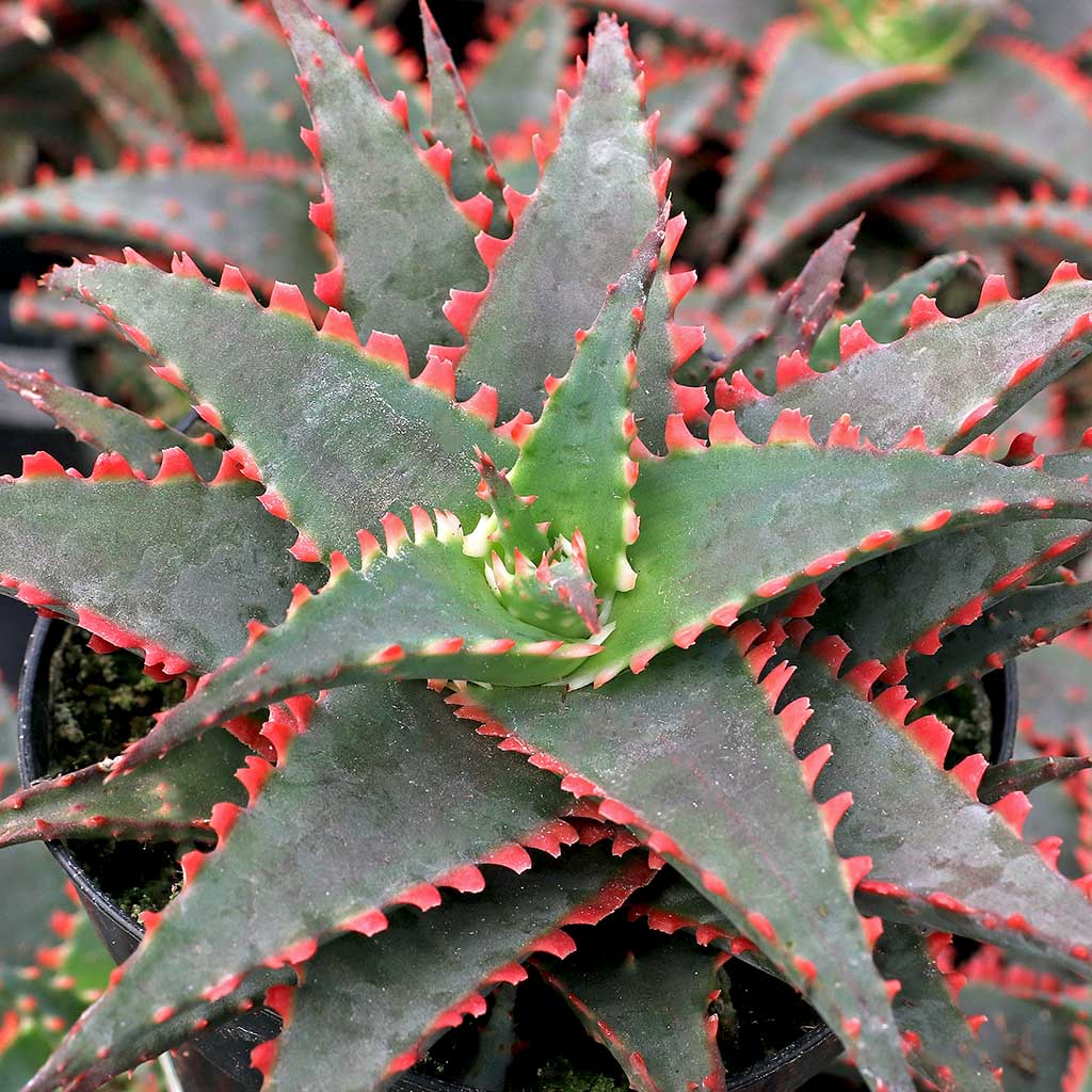 Aloe 'Christmas Sleigh' [large] Questions & Answers