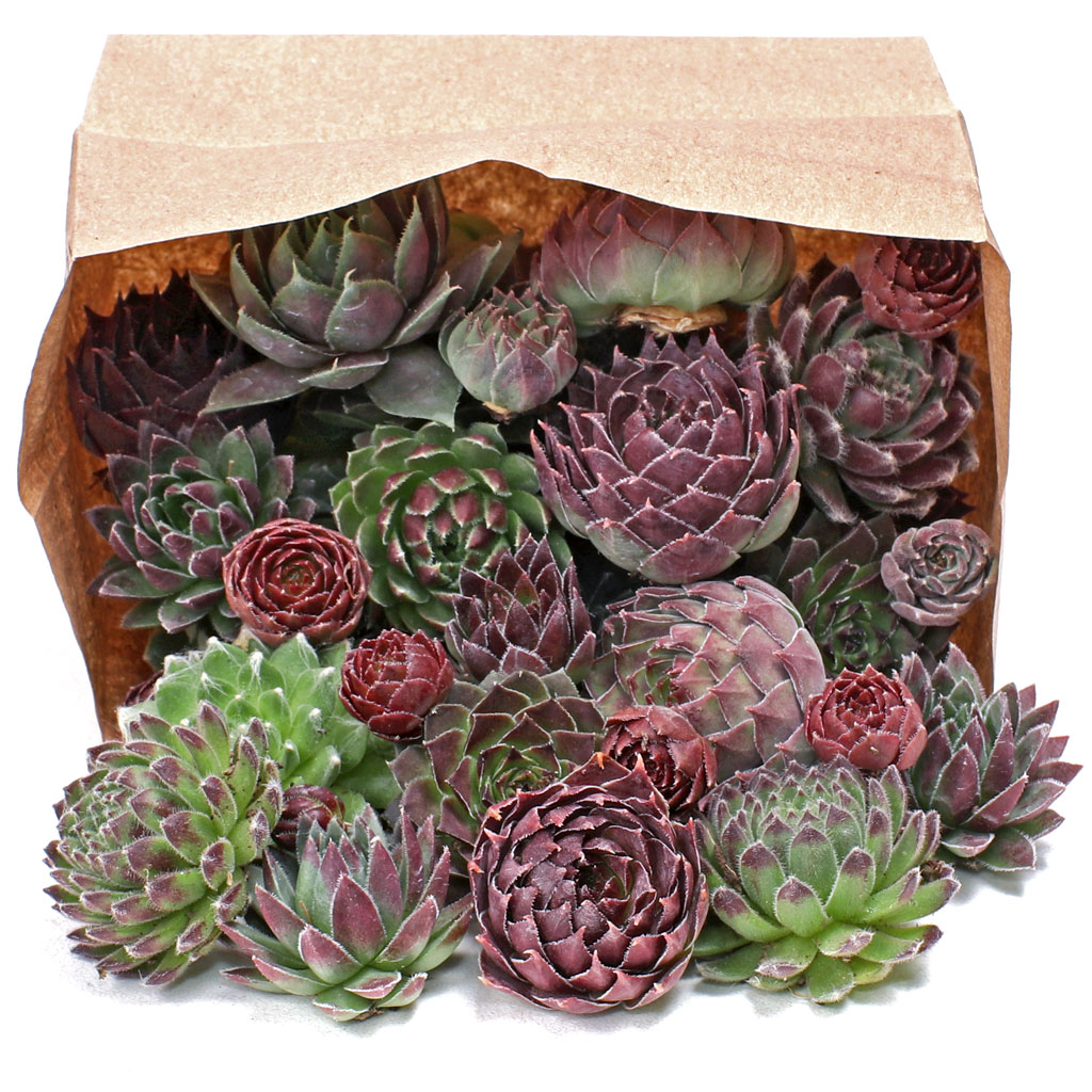 Sempervivum (Hens & Chicks) Assorted Unrooted - 25 Pack w/ Bonus Baby Chicks - [1.0"-1.75"] Questions & Answers