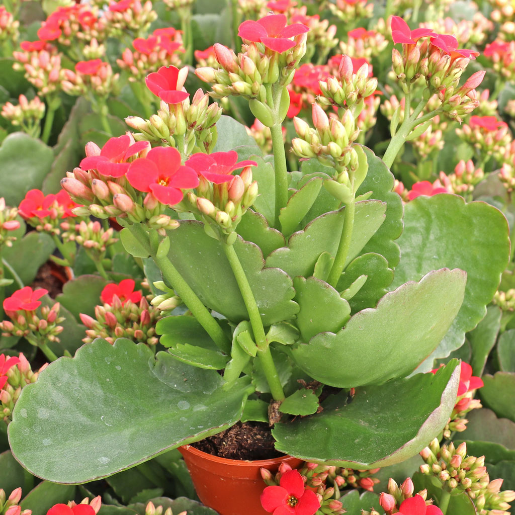 Kalanchoe blossfeldiana - Flaming Katy [large] [red] Questions & Answers