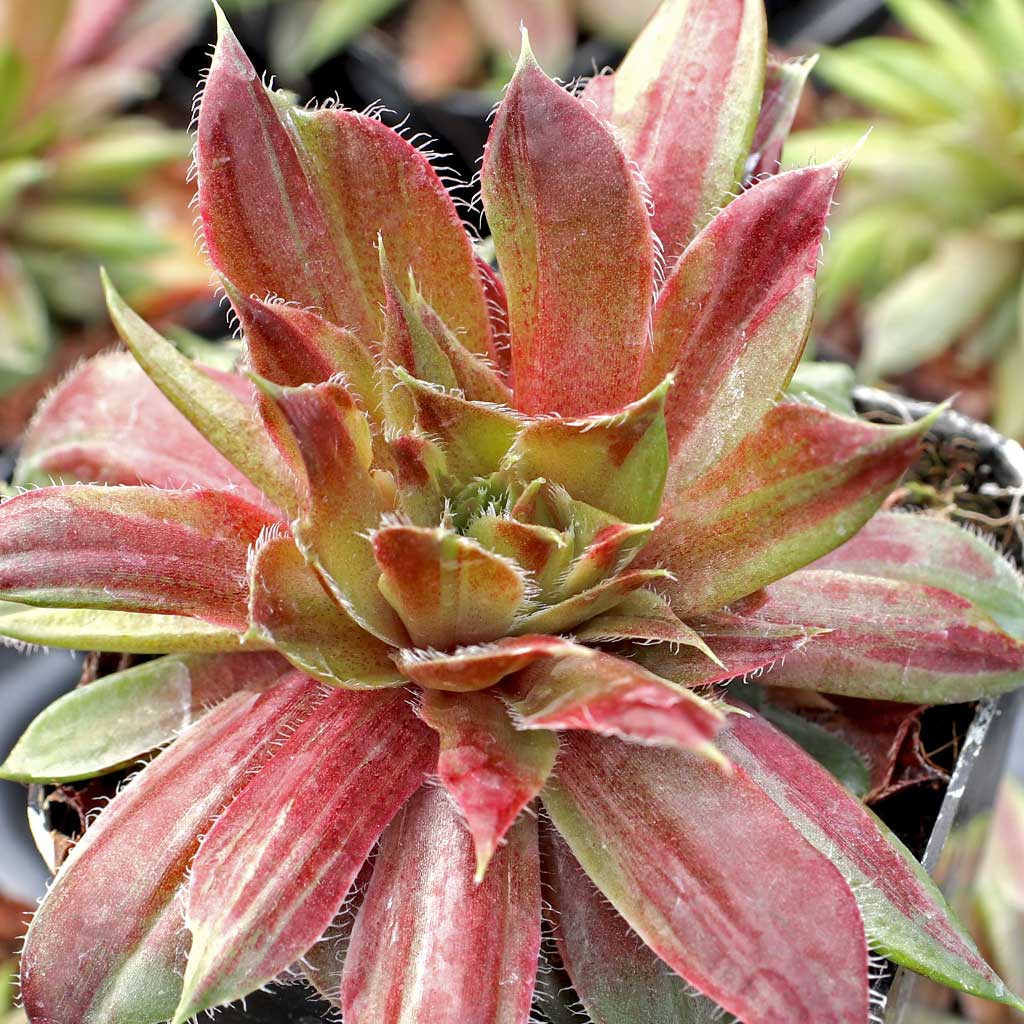 Sempervivum 'Red Lion Variegated' Questions & Answers