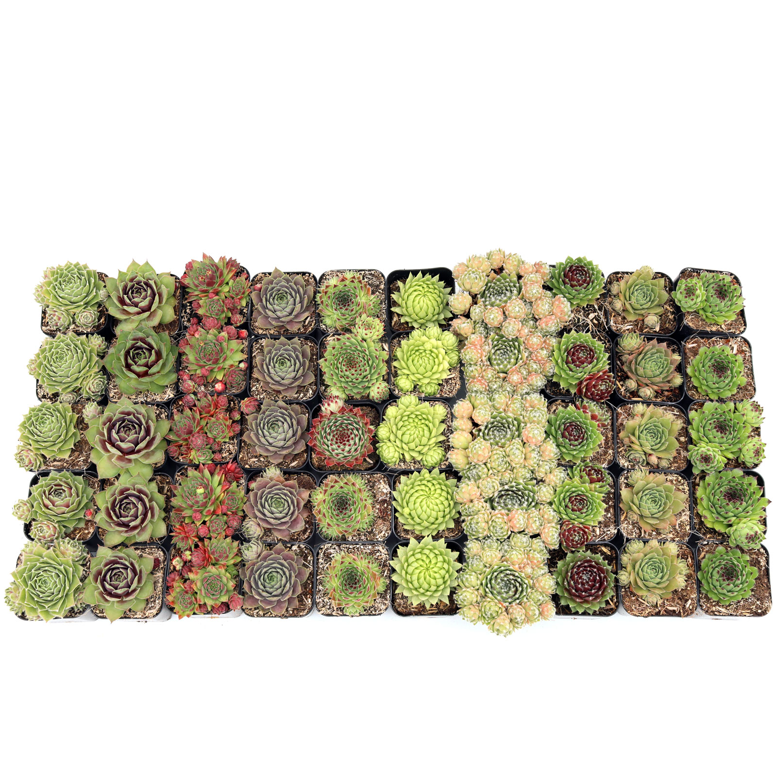 Sempervivum (Hens & Chicks) Bulk 50 Tray - 10 Types w/ ID - 2in Pots Questions & Answers