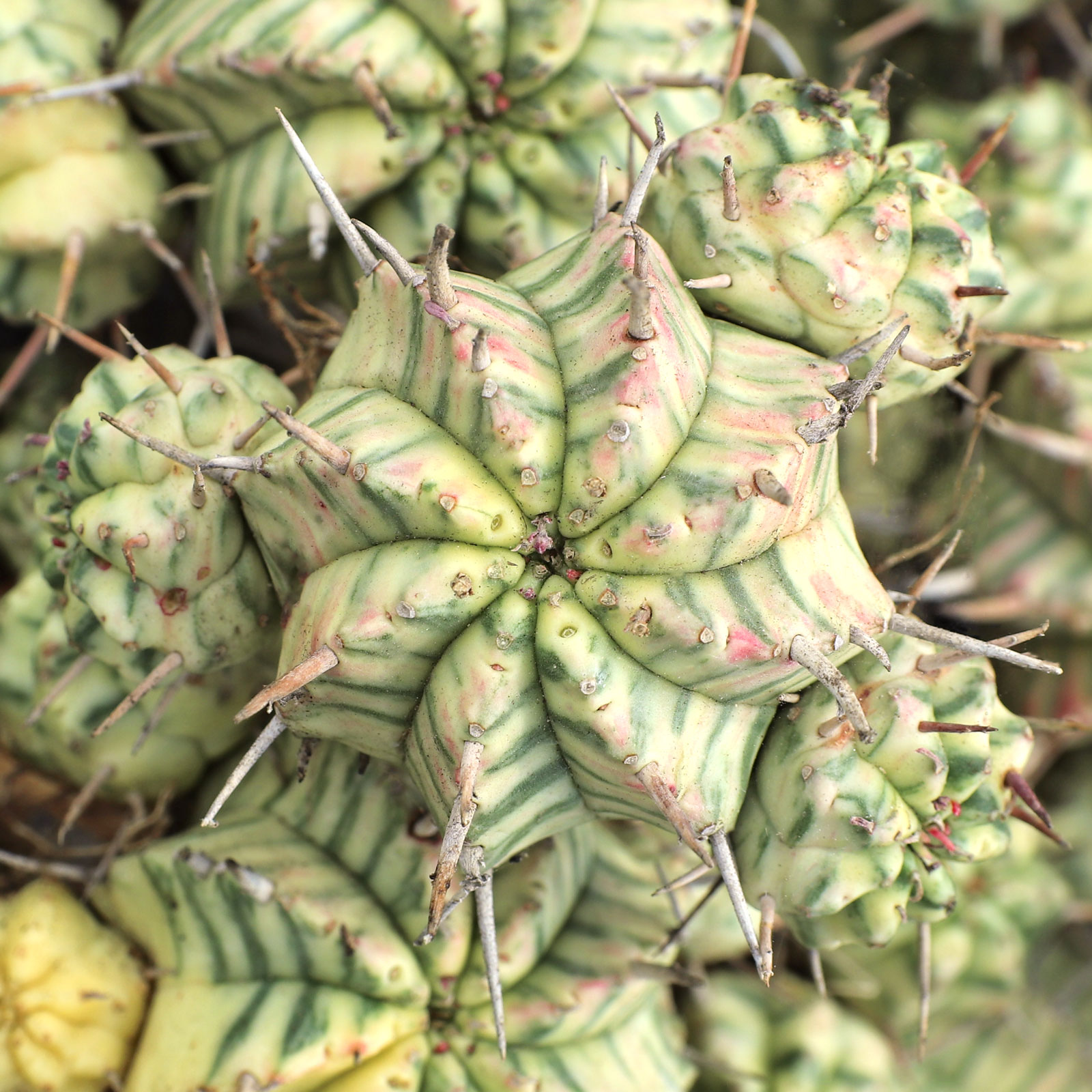 Euphorbia meloformis f. variegata [bare root] Questions & Answers