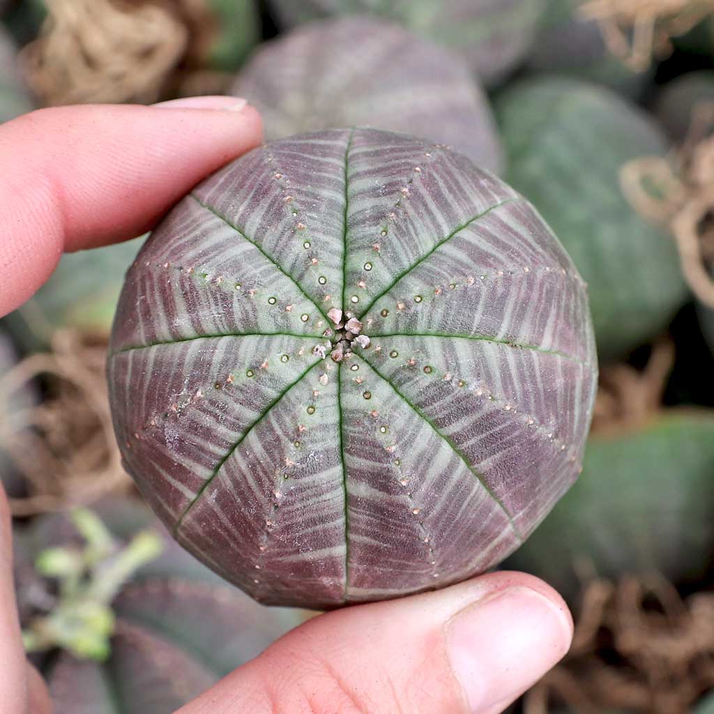 Euphorbia obesa - Baseball Plant [small] [bare root] [limited] Questions & Answers