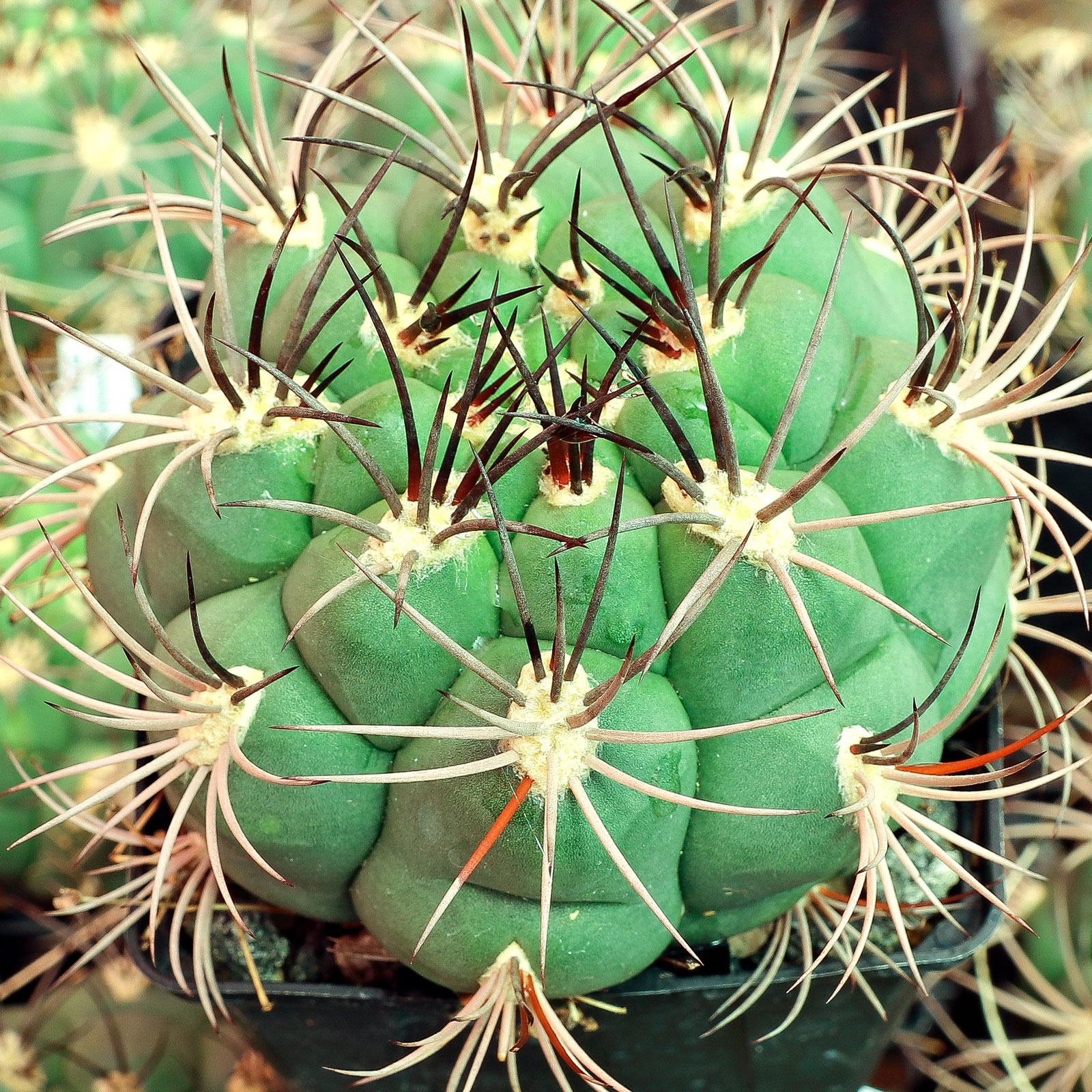 Gymnocalycium saglionis [large] Questions & Answers