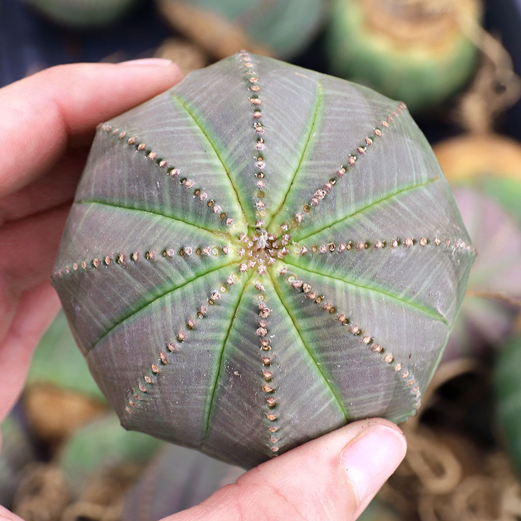 Euphorbia obesa - Baseball Plant [bare root] [limited] Questions & Answers