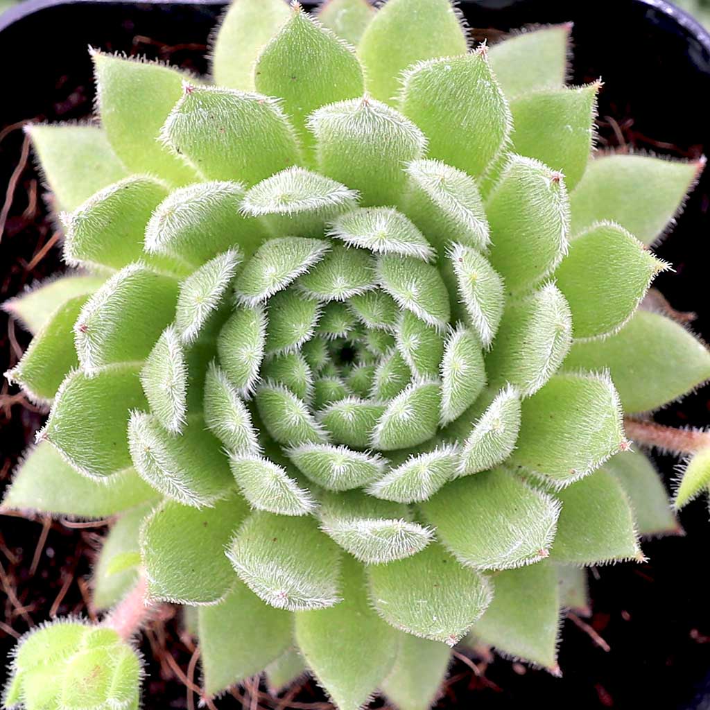 Can I plant my sempervivum in the ground now (zone 7)?
