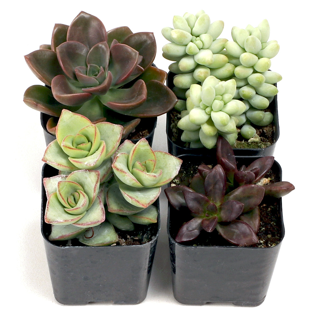Mint Chocolate Succulent Set of 4 Types - 2in Pots w/ ID Questions & Answers