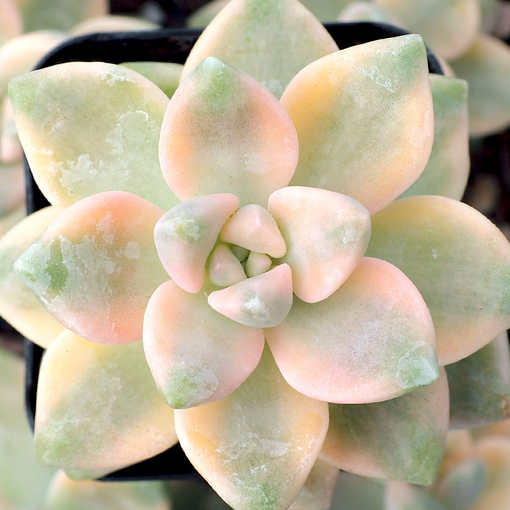 I will be growing Graptoveria inside, with a full spectrum light.  Will that be ok?