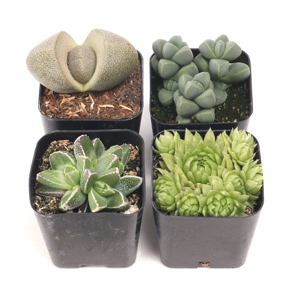 Rock & Roll™ Premium Succulent Set of 4 - 2in Pots w/ ID Questions & Answers