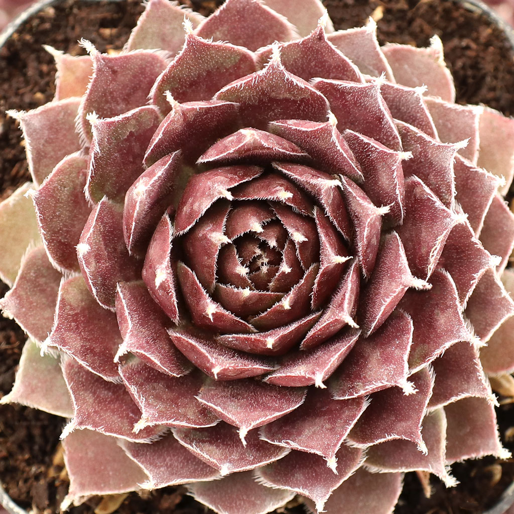Sempervivum 'Greyfriars' in the picture are quite red.  Will the ones i order be that red?