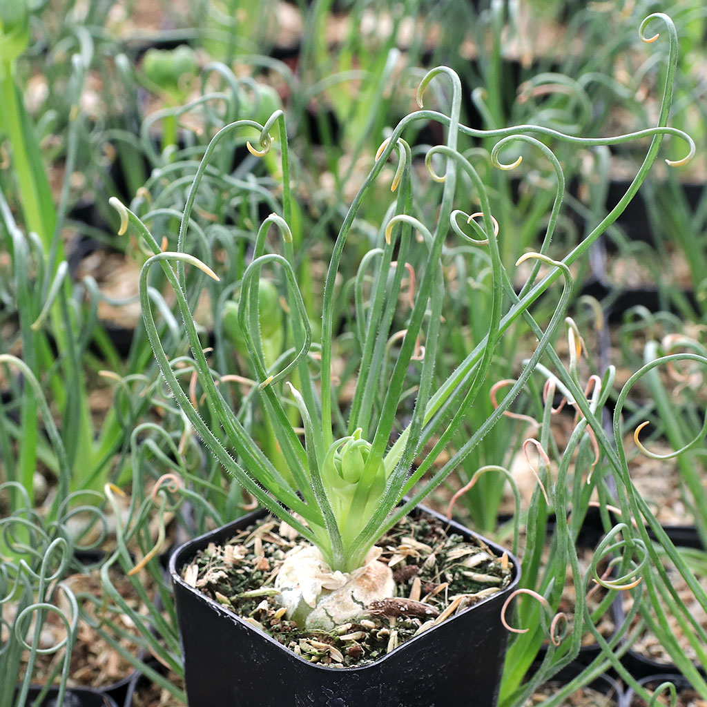 Does the frizzle sizzle need bright lighting while it is dormant with no leaves?