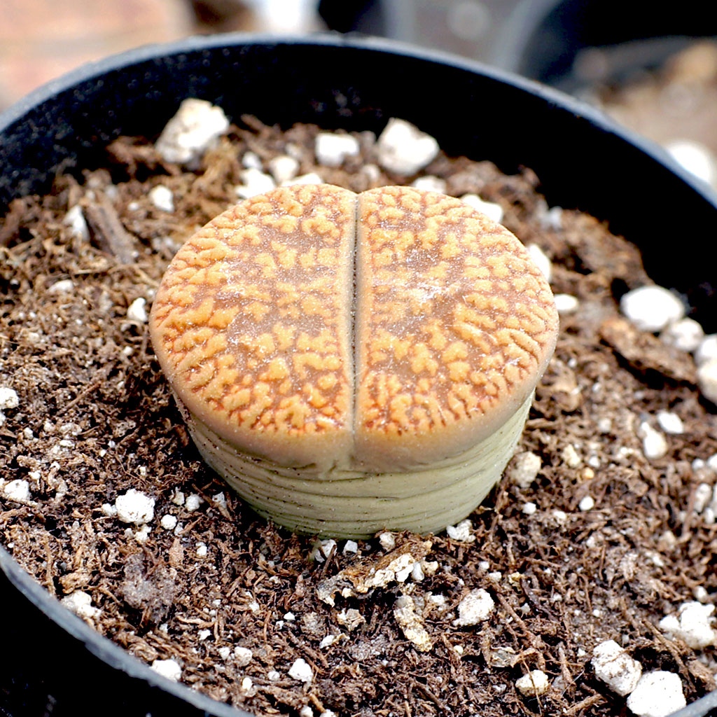 Can I use lithops in a succulent arrangement?