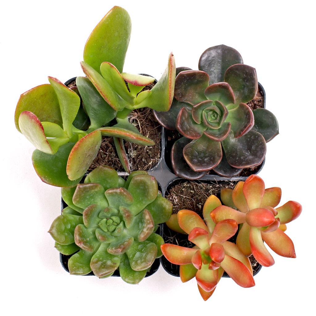 The Ultimate Succulent Club™ Questions & Answers