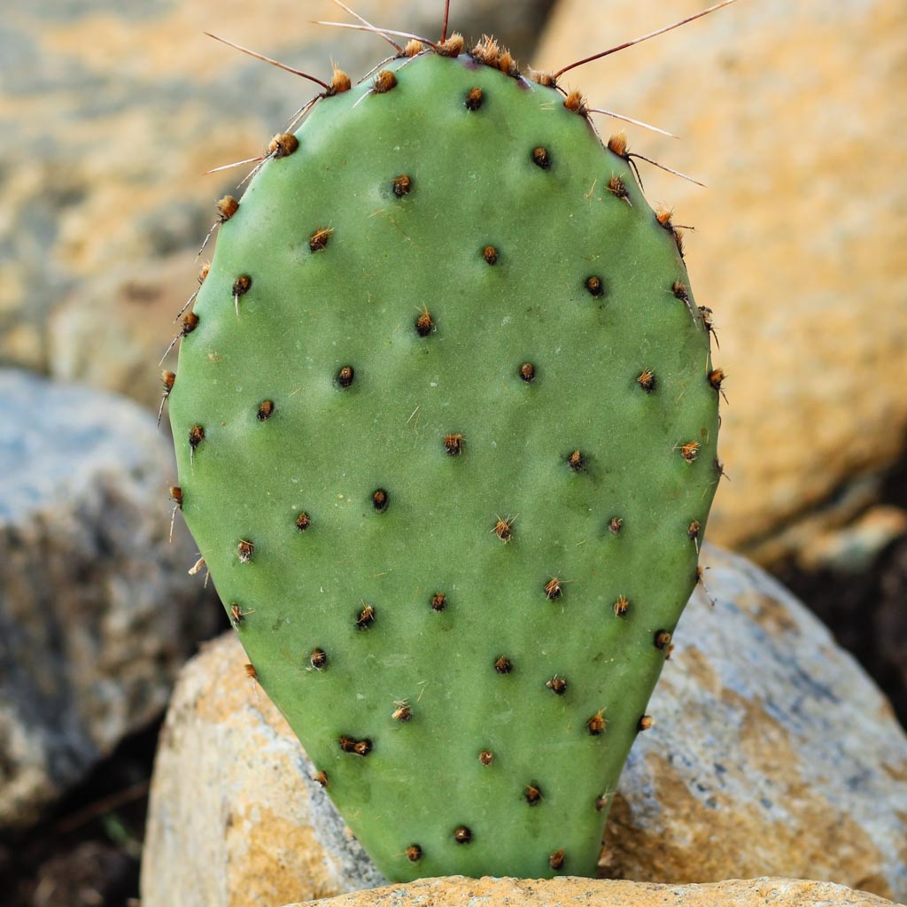 What generally the growth rate on a prickly pear cactus asking cause wondering how often i should repot them?