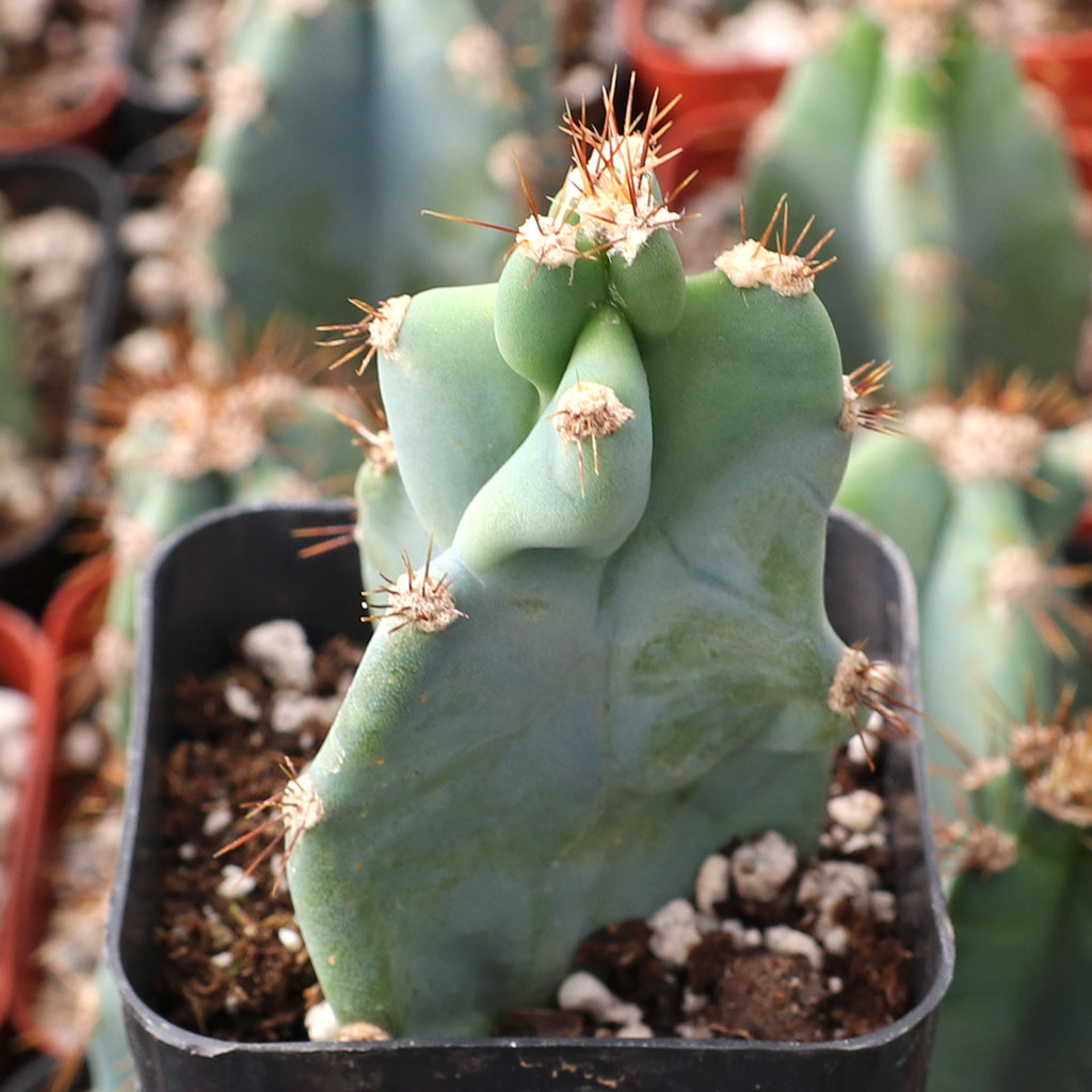 Cereus forbesii 'Spiralis' [small] [limited] Questions & Answers