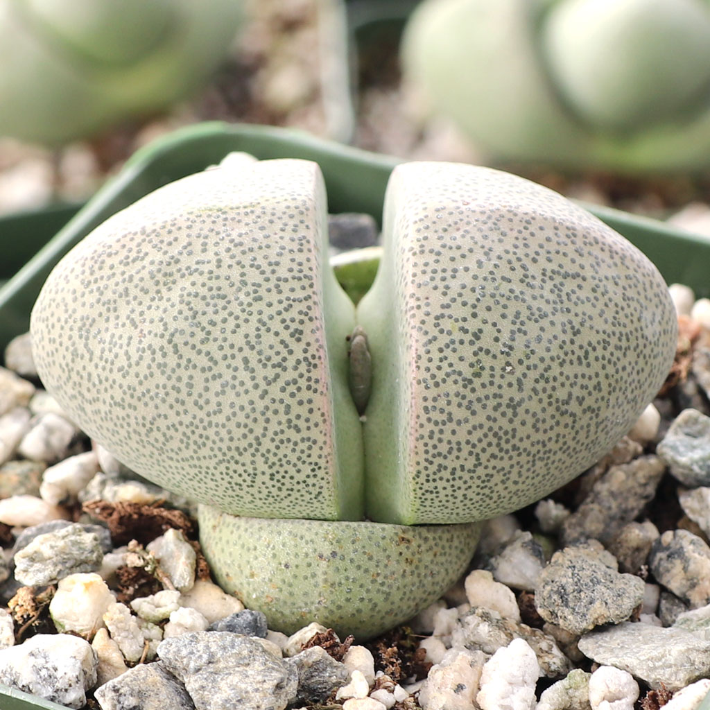 What is the difference between the lithop and a split rock?