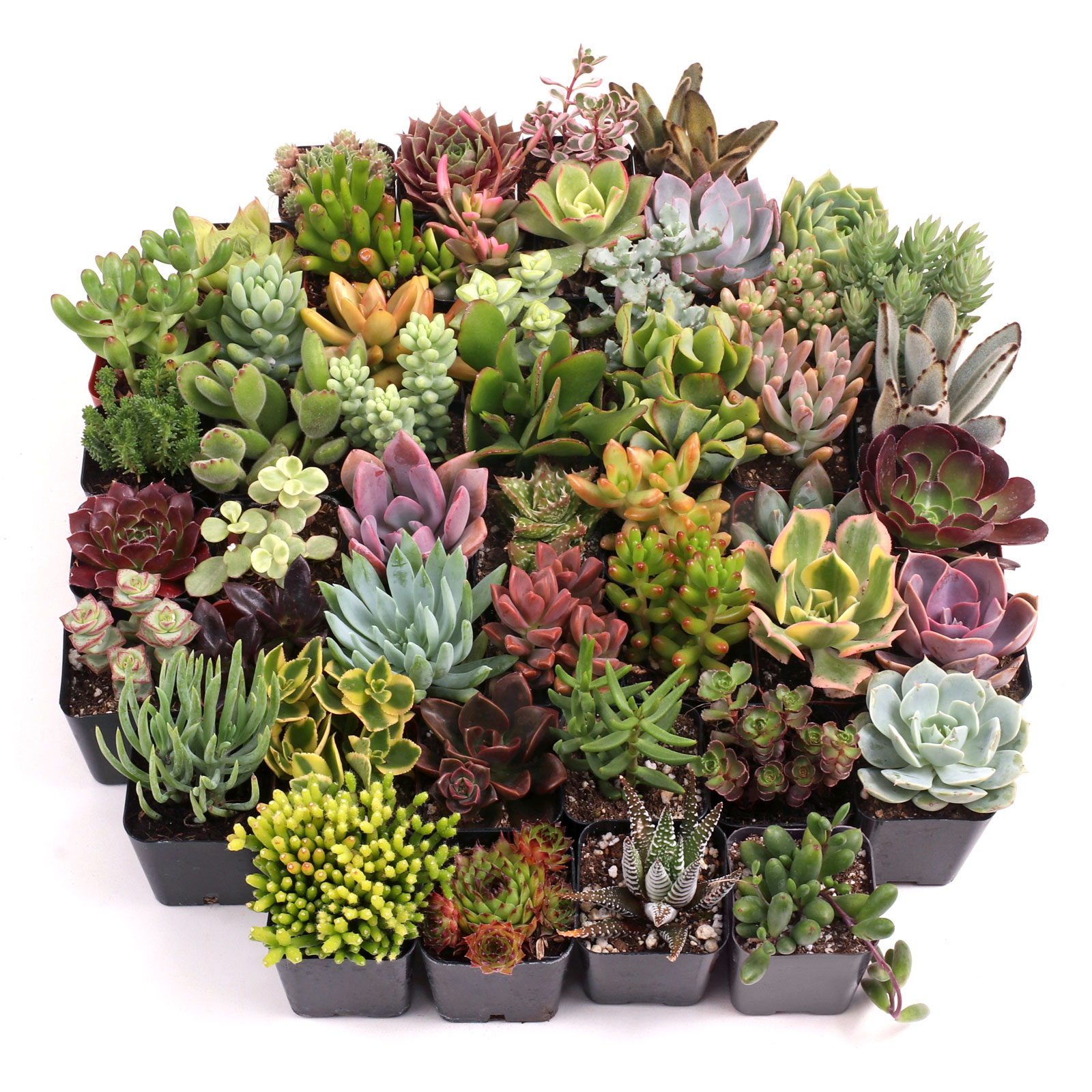 MCG 48 Special™ Bulk Succulent Assortment - 48 Types - 2in Pots Questions & Answers