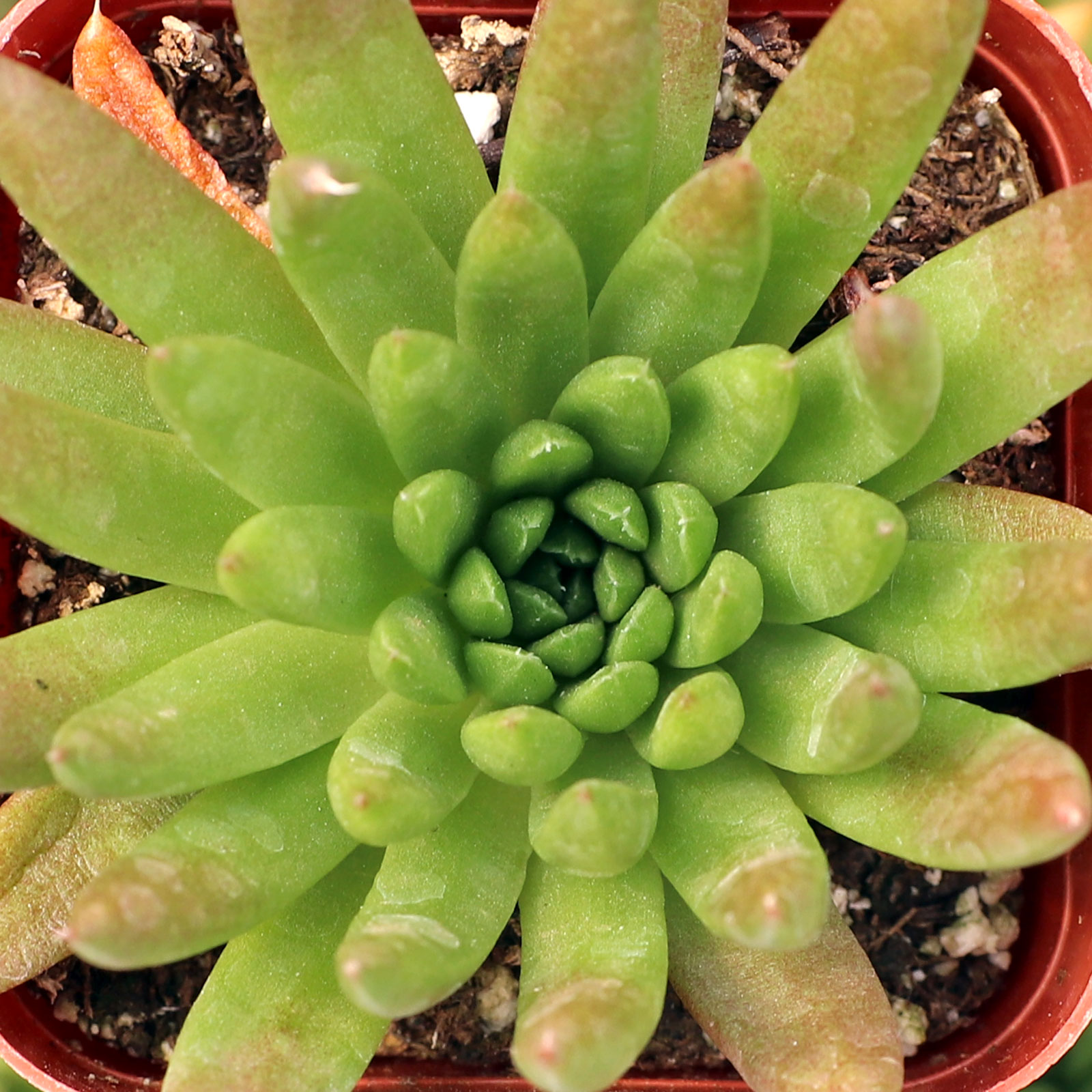 Is November too late to plant hardy succulents (i.e.Dunce Cap) outside in zone 6? Winter inside till spring?