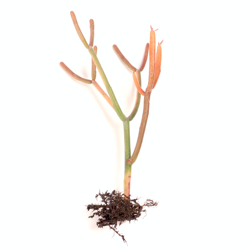 How do you plant a bare root euphorbia tiricalli