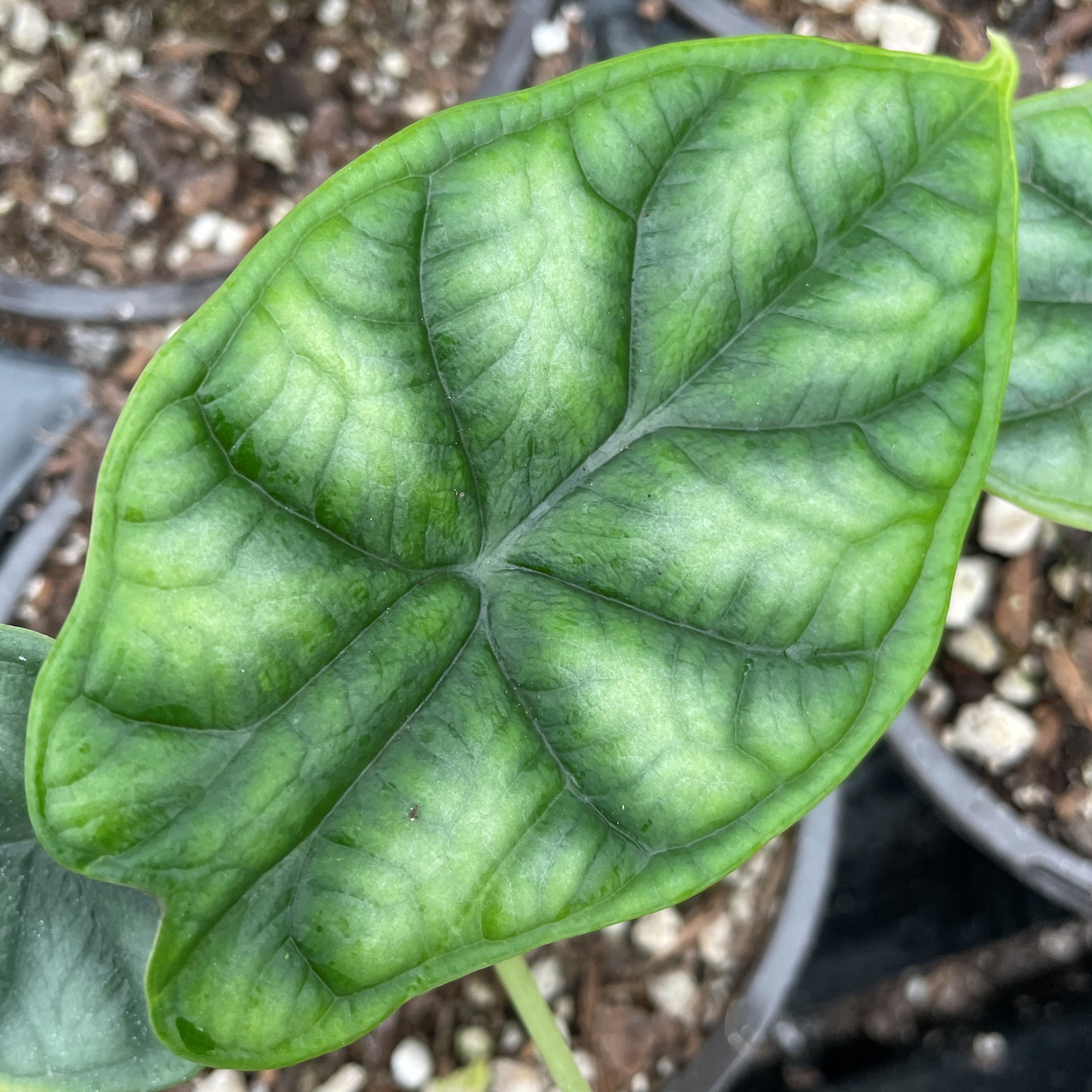 Alocasia 'Dragon Scale' by Little Prince® [houseplant] Questions & Answers