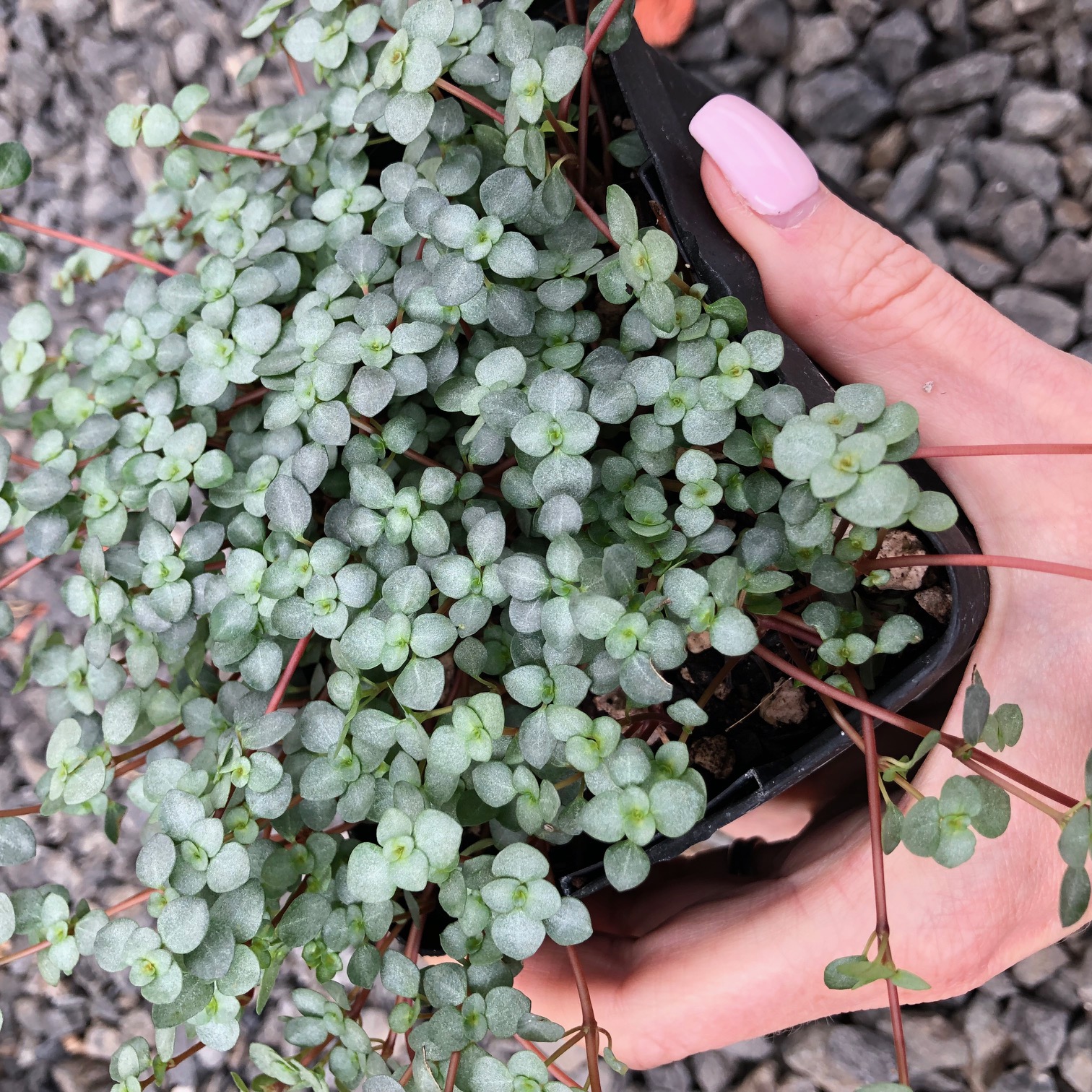 Pilea glauca - Silver Sparkles Plant by Little Prince® [houseplant] Questions & Answers