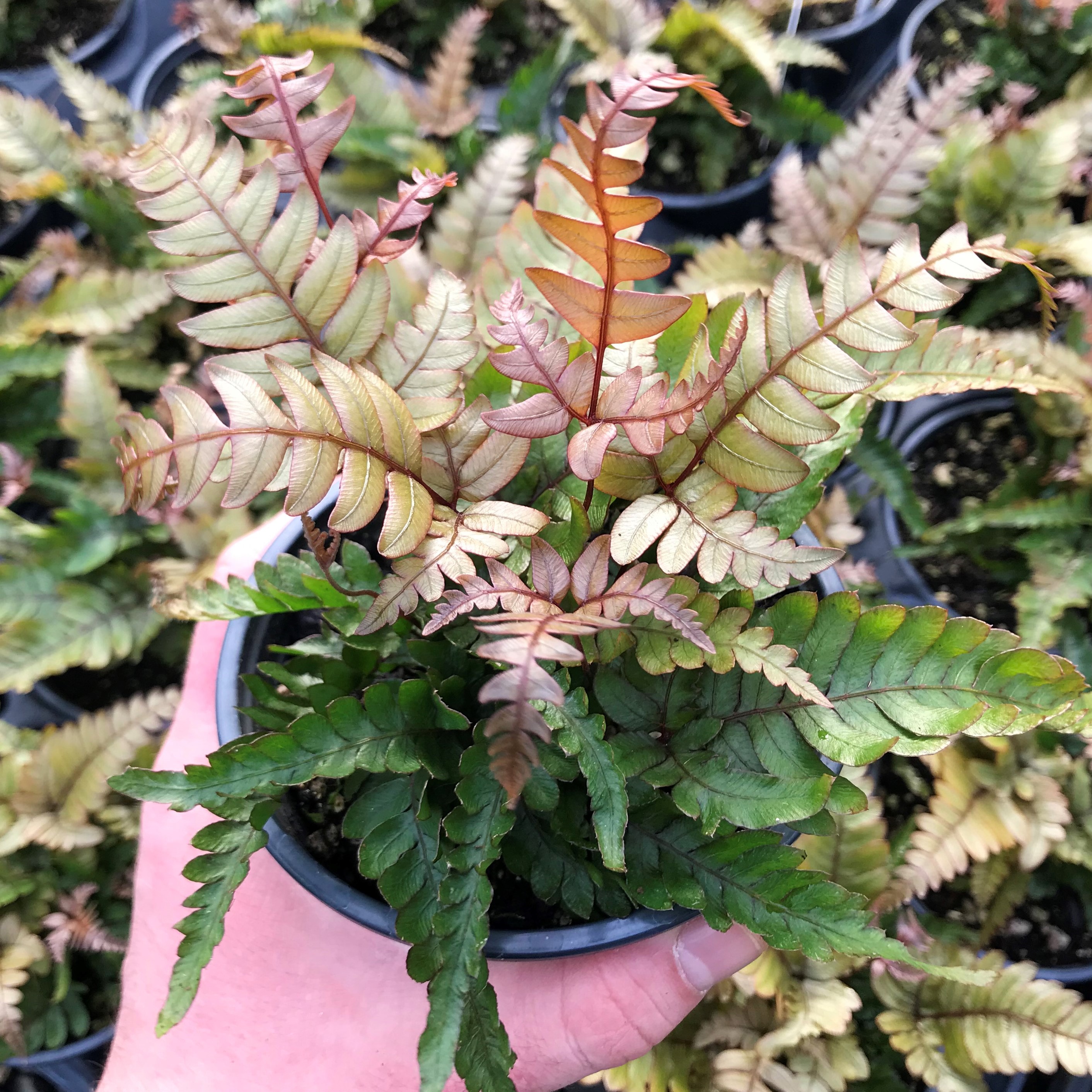 is the tricolor fern evergreen?