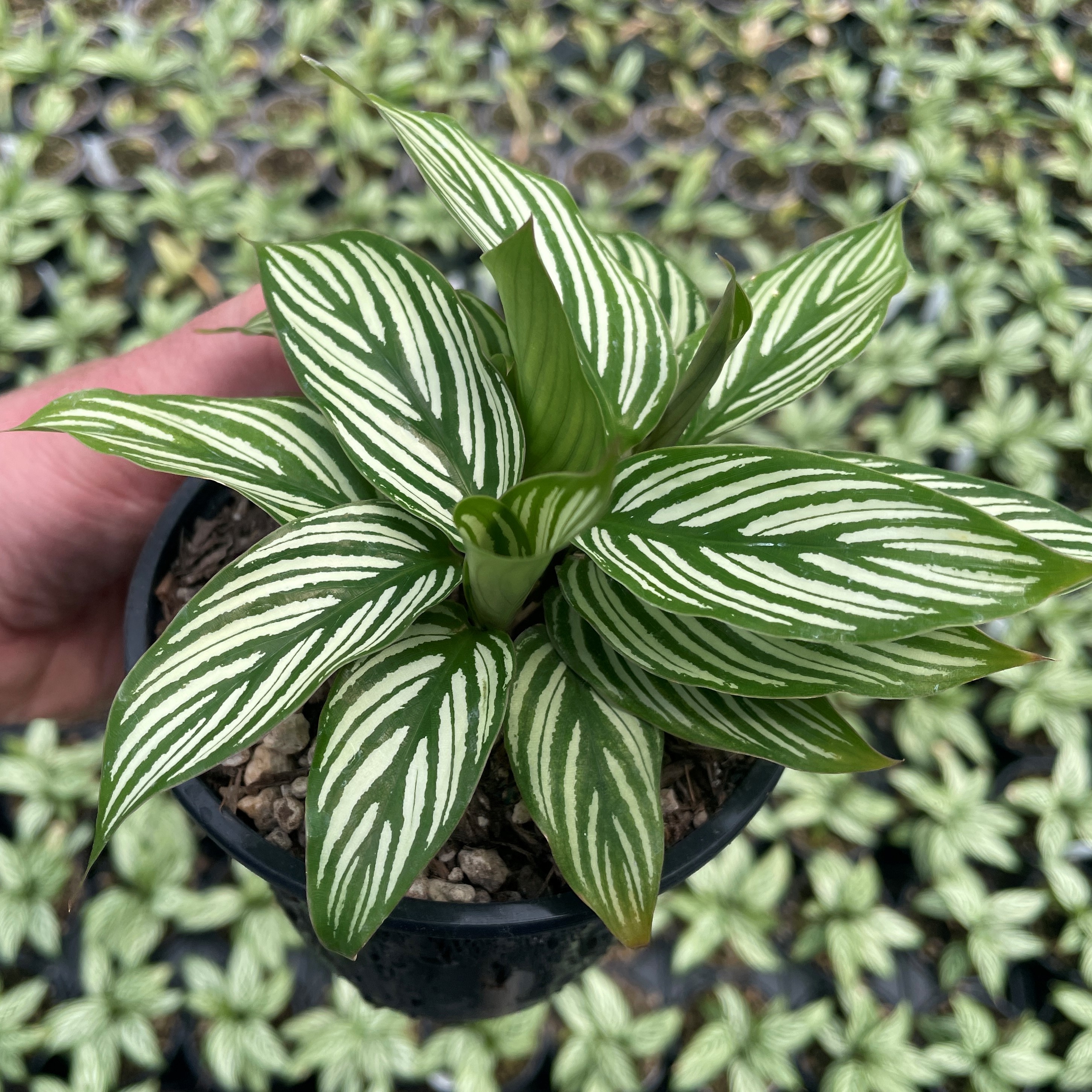 Calathea vittata - Prayer Plant by Little Prince® [houseplant] Questions & Answers