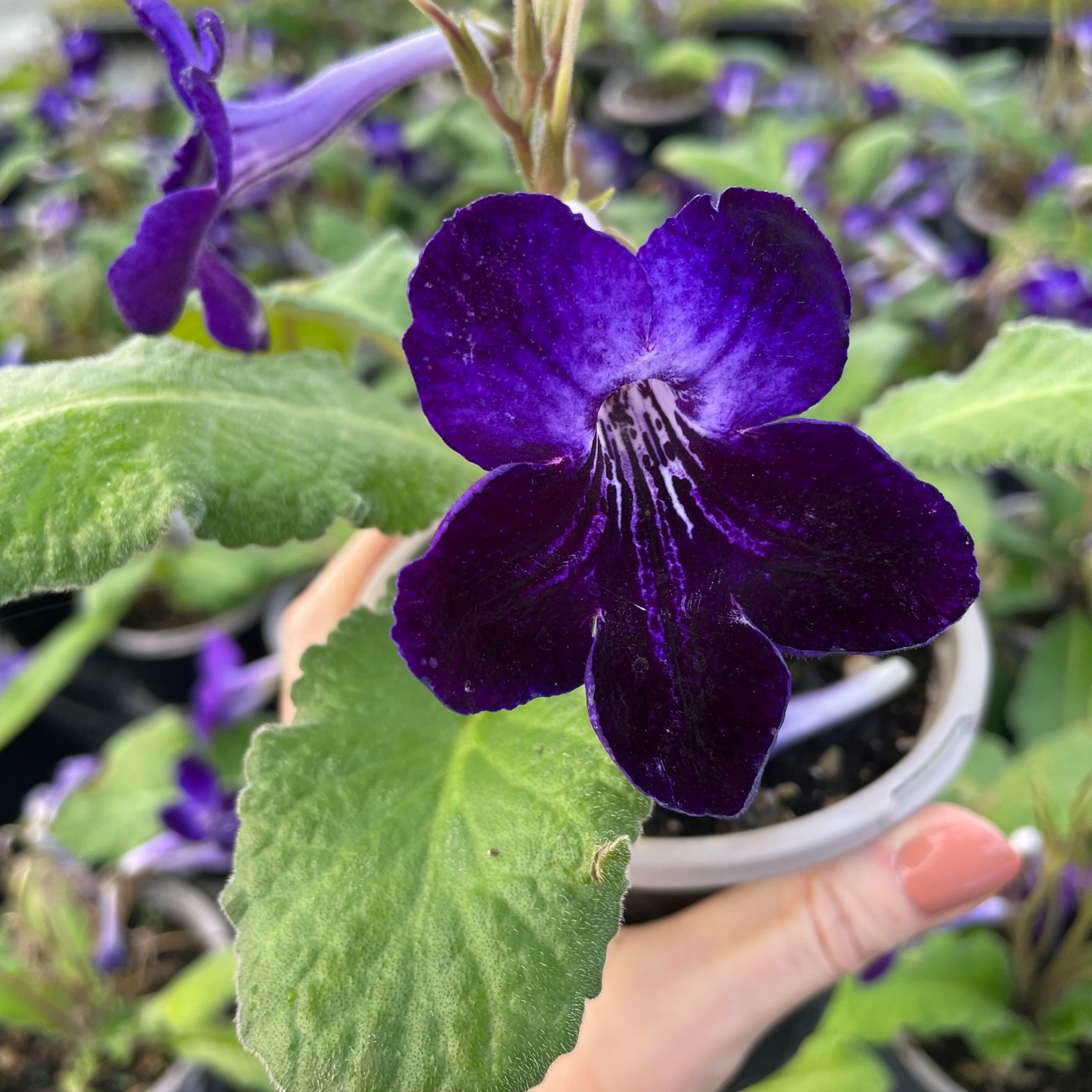Streptocarpus 'Steffano's Shadow Play' - Cape Primrose by Little Prince® [houseplant] Questions & Answers