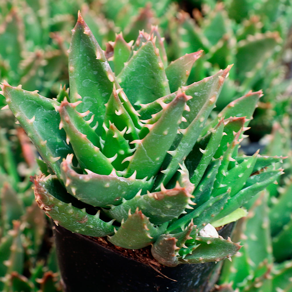Aloe perfoliata - Mitre Aloe Questions & Answers