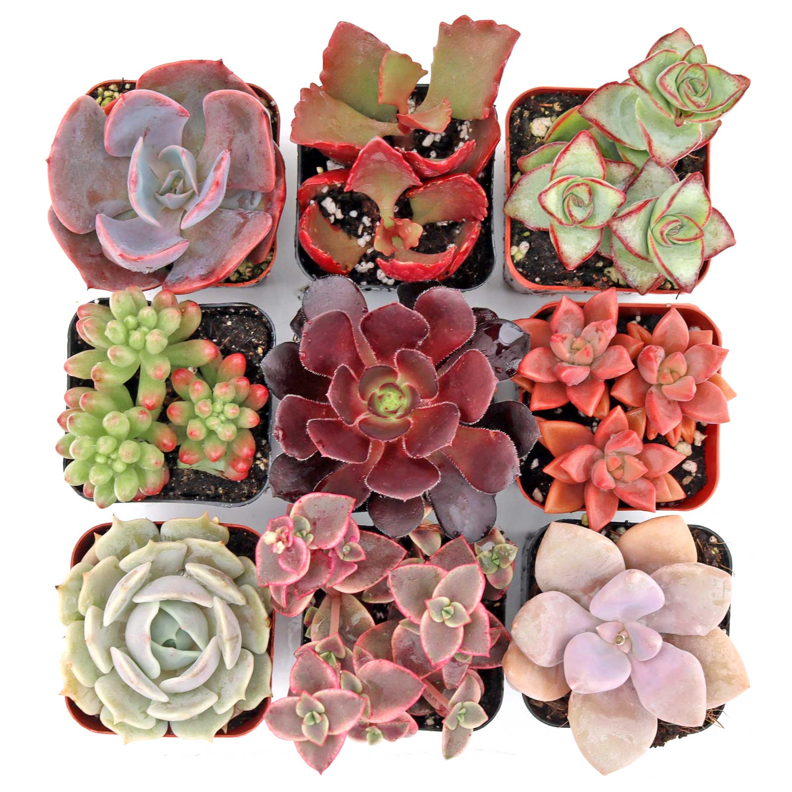 Sweetheart™ Succulent Set of 9 Types - 2in Pots w/ ID Questions & Answers
