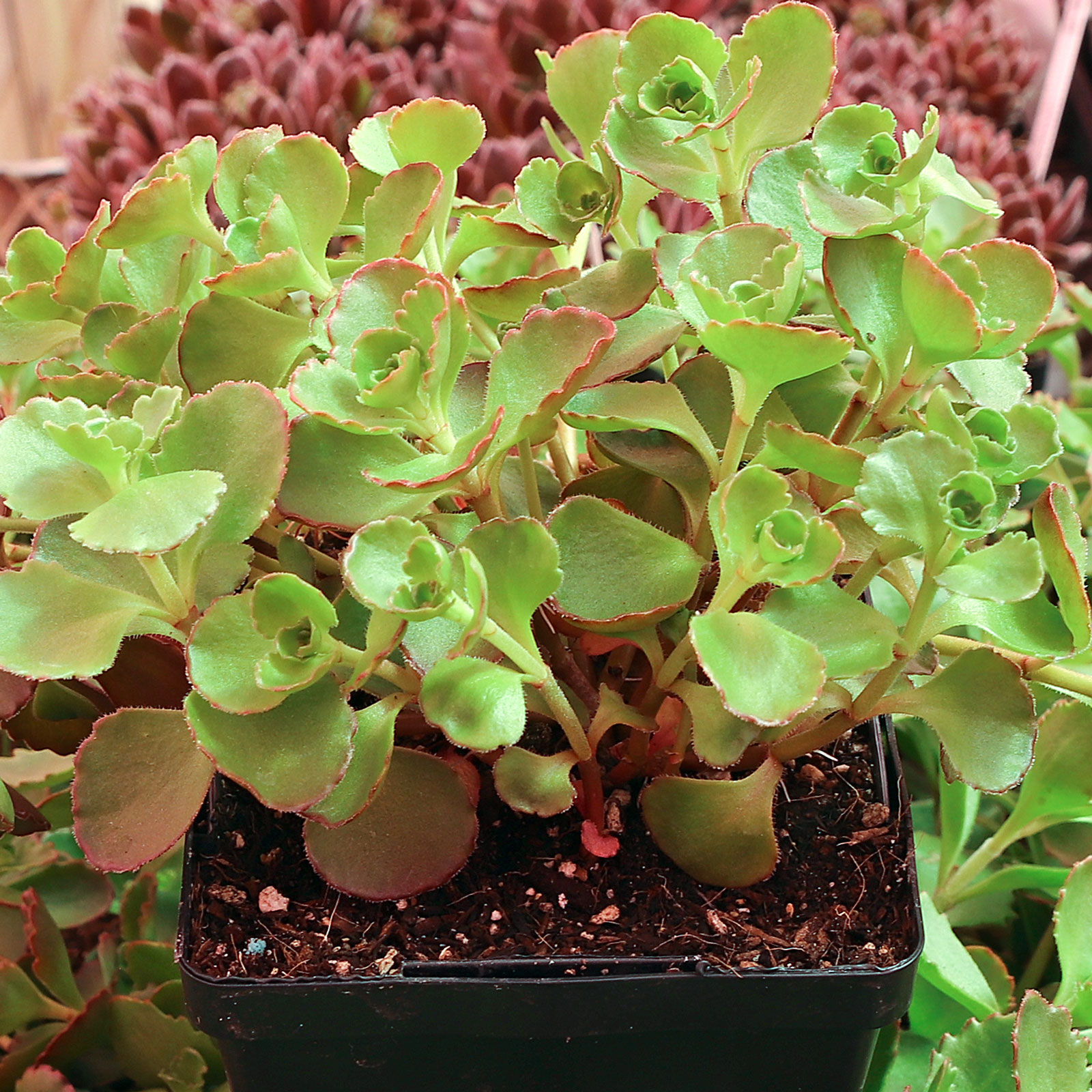 The Sedum Spurium- Dragon’s Blood has drop some of it’s lower leaves. What does it need?