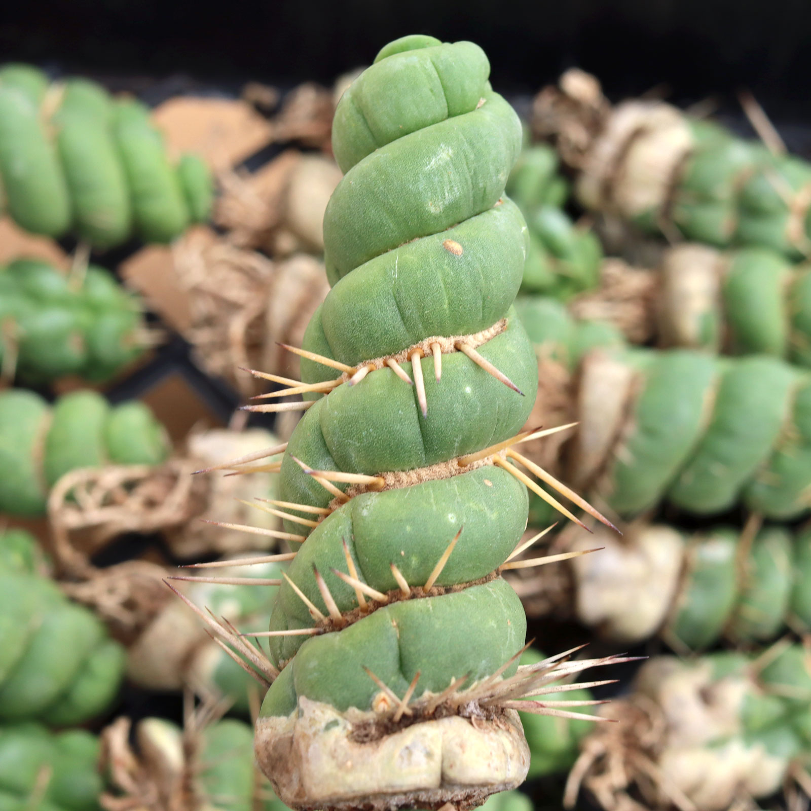 Eulychnia castanea f. spiralis - Unicorn Cactus [bare root] [limited] Questions & Answers
