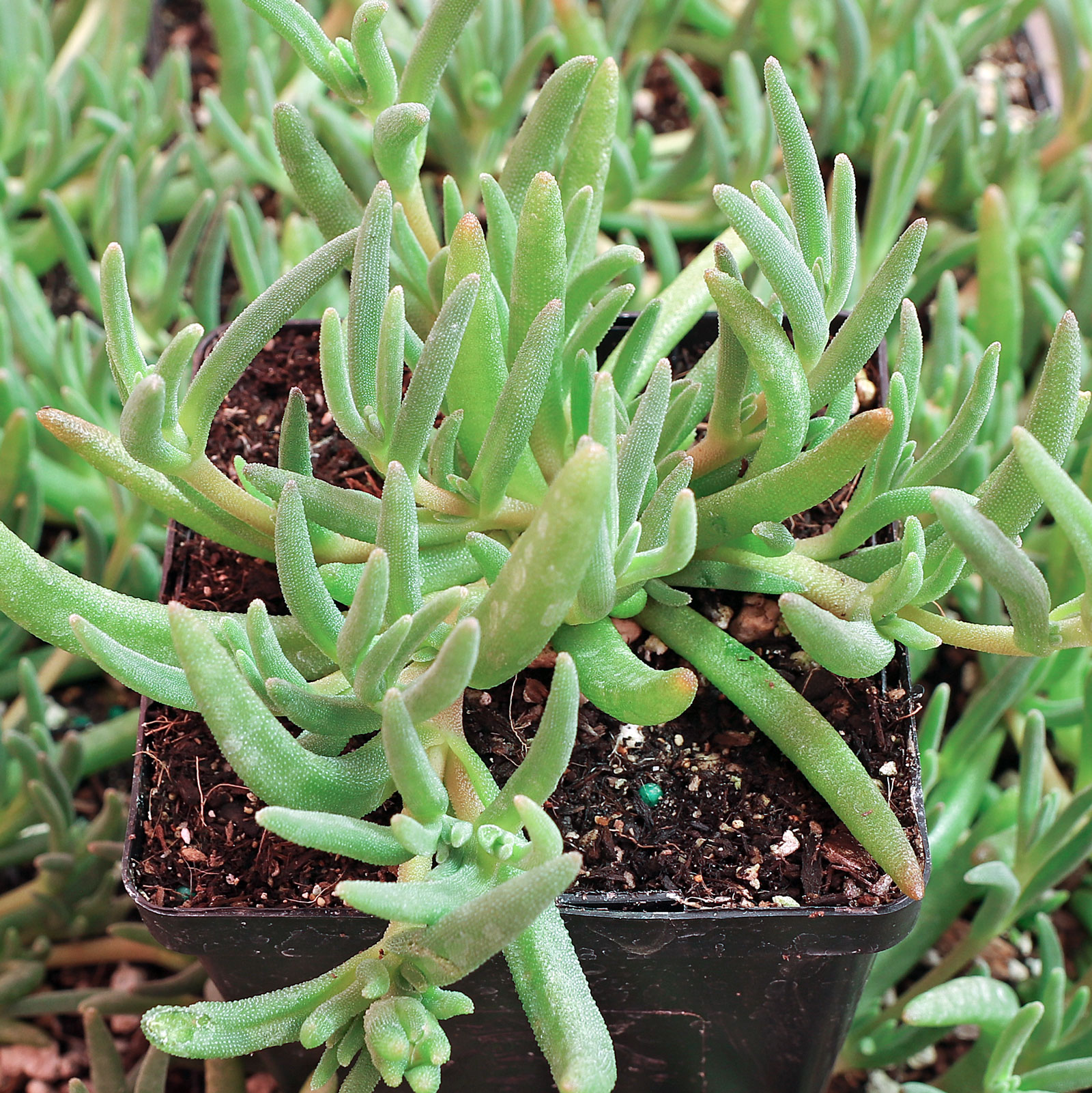 Delosperma cooperi - Trailing Ice Plant [large] Questions & Answers